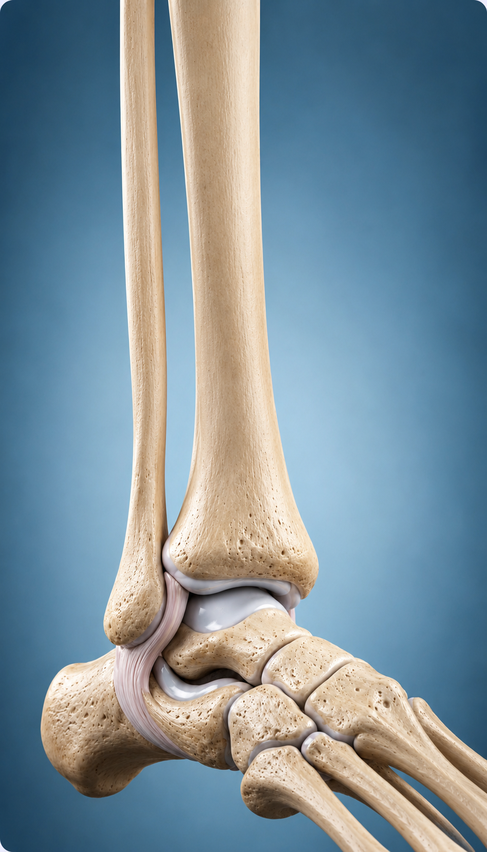 Ankle & Sports Performance